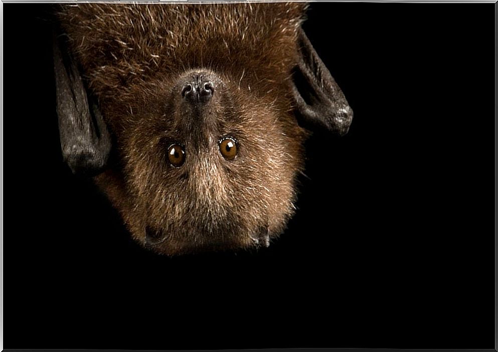 9 facts about bats