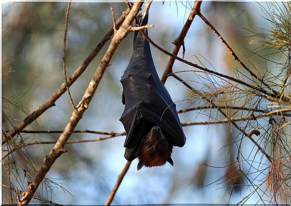 bat hanging from a tree