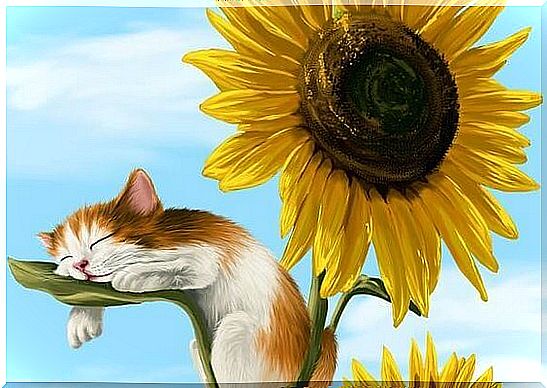 cat-sleeping-in-sunflower