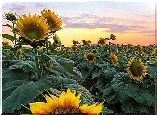 sunflower field