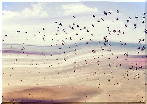 group of birds flying