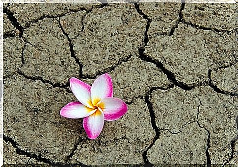 flower-dry-land-symbolizing-the-end-of-fear-of-failure