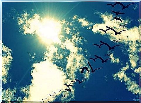 sky birds