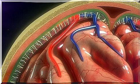 Meninges: structure and functions