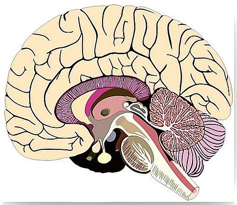 brain structure