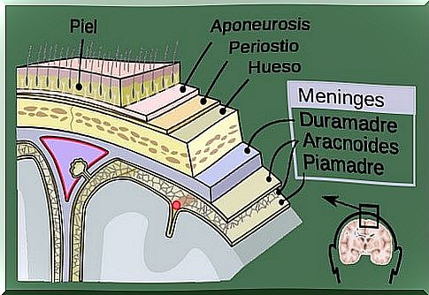 Representation of meninges