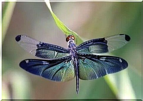 The beautiful metaphor of the dragonfly and the cycles of life