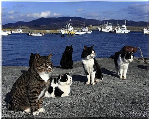 the island of cats