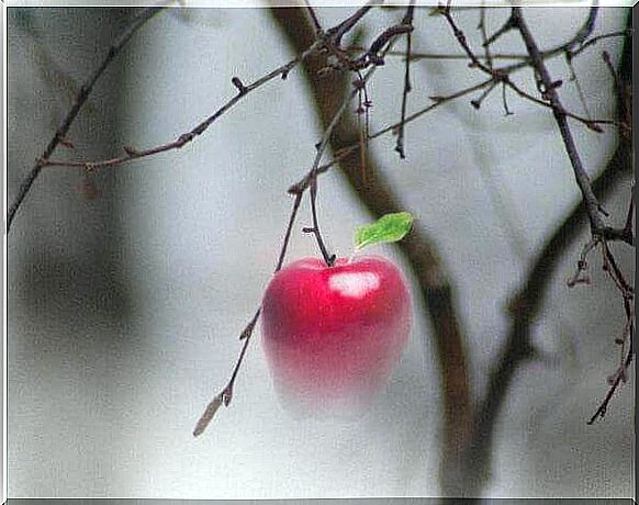 apple hanging on tree