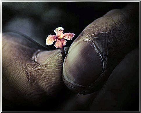 old-fingers-holding-flower